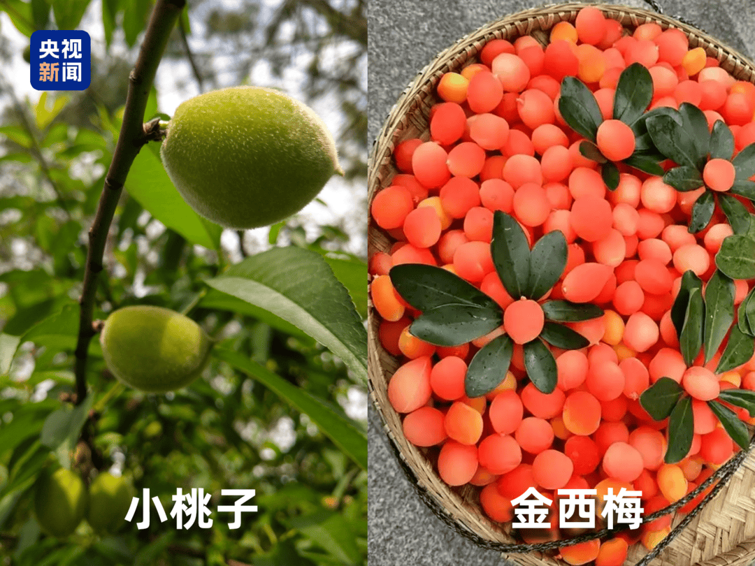 起底“水果骗局”！这些“智商税”水果要知道→