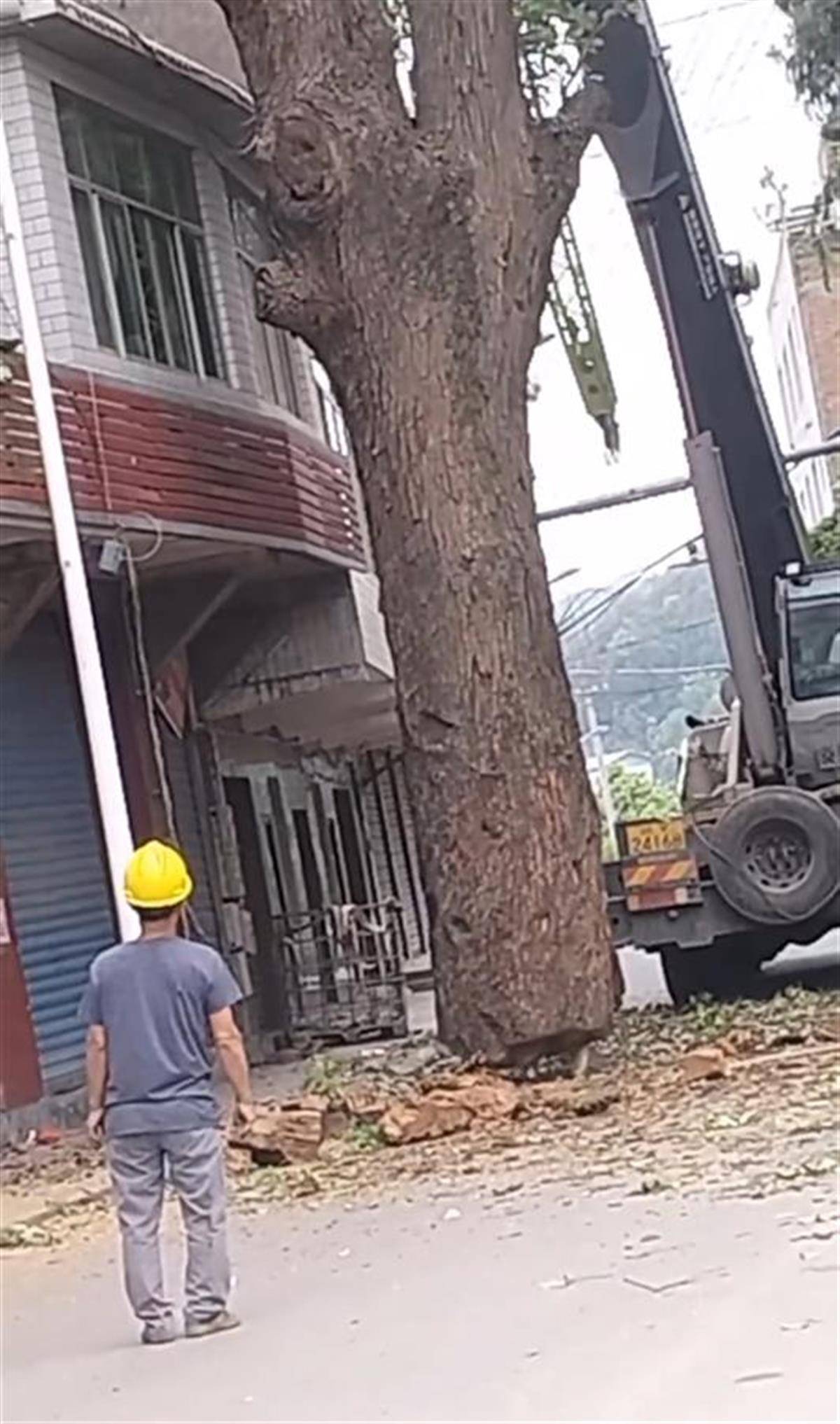 四川巴中一棵380多年古树被砍，社区：树干中空还挨着房屋，为排险才砍