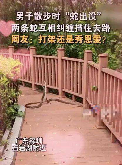 惊恐！毒蛇缠在自行车上，深圳13岁男孩伸手被咬！近期超80人中招