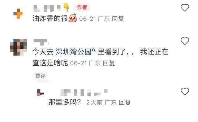 又到“知了猴”大量出现的季节，警惕：不是人人都适合吃