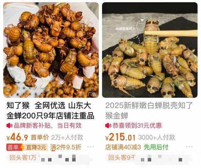 又到“知了猴”大量出现的季节，警惕：不是人人都适合吃