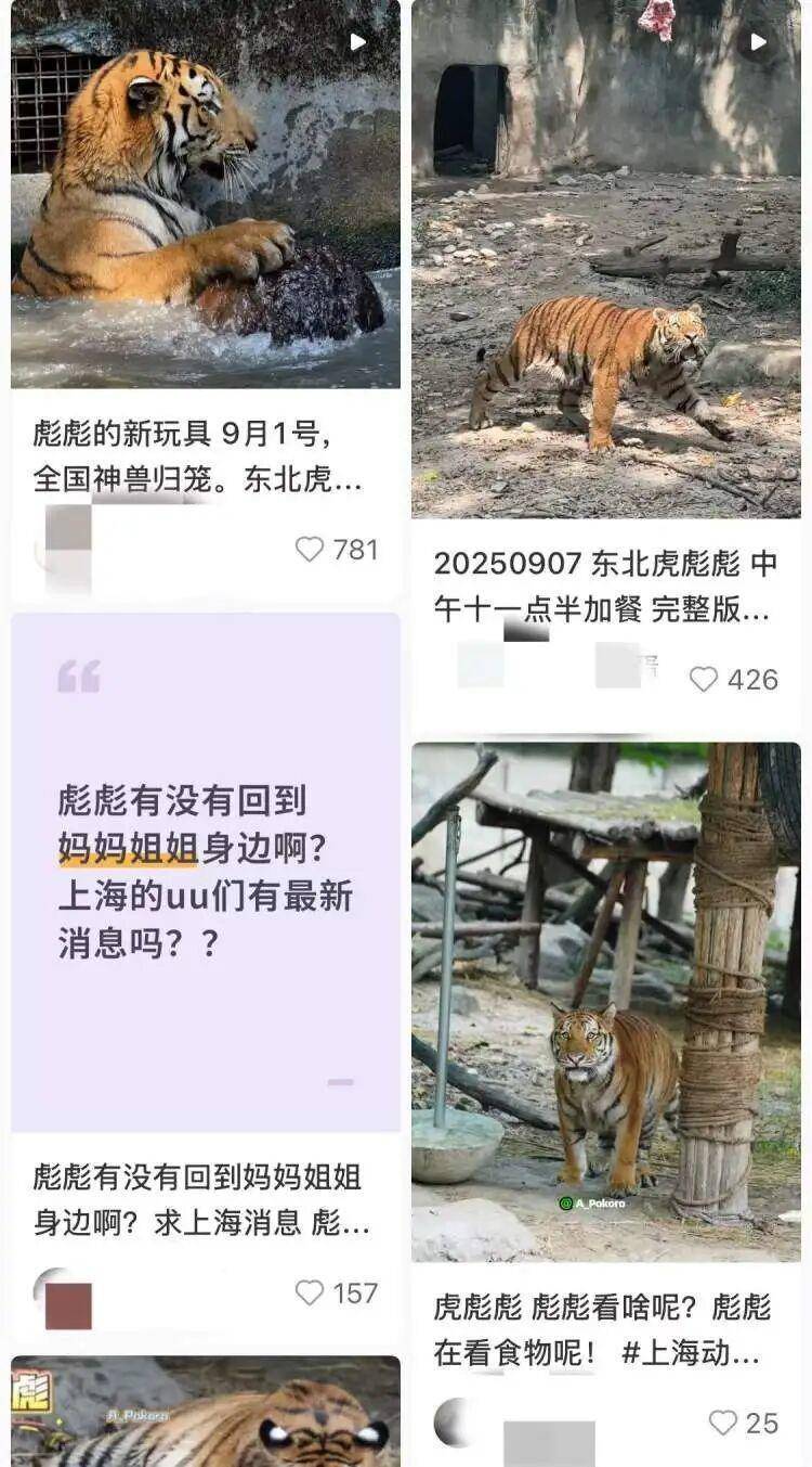 16个月大东北虎“彪彪”独立生活后嚎叫、不安？上海动物园回应