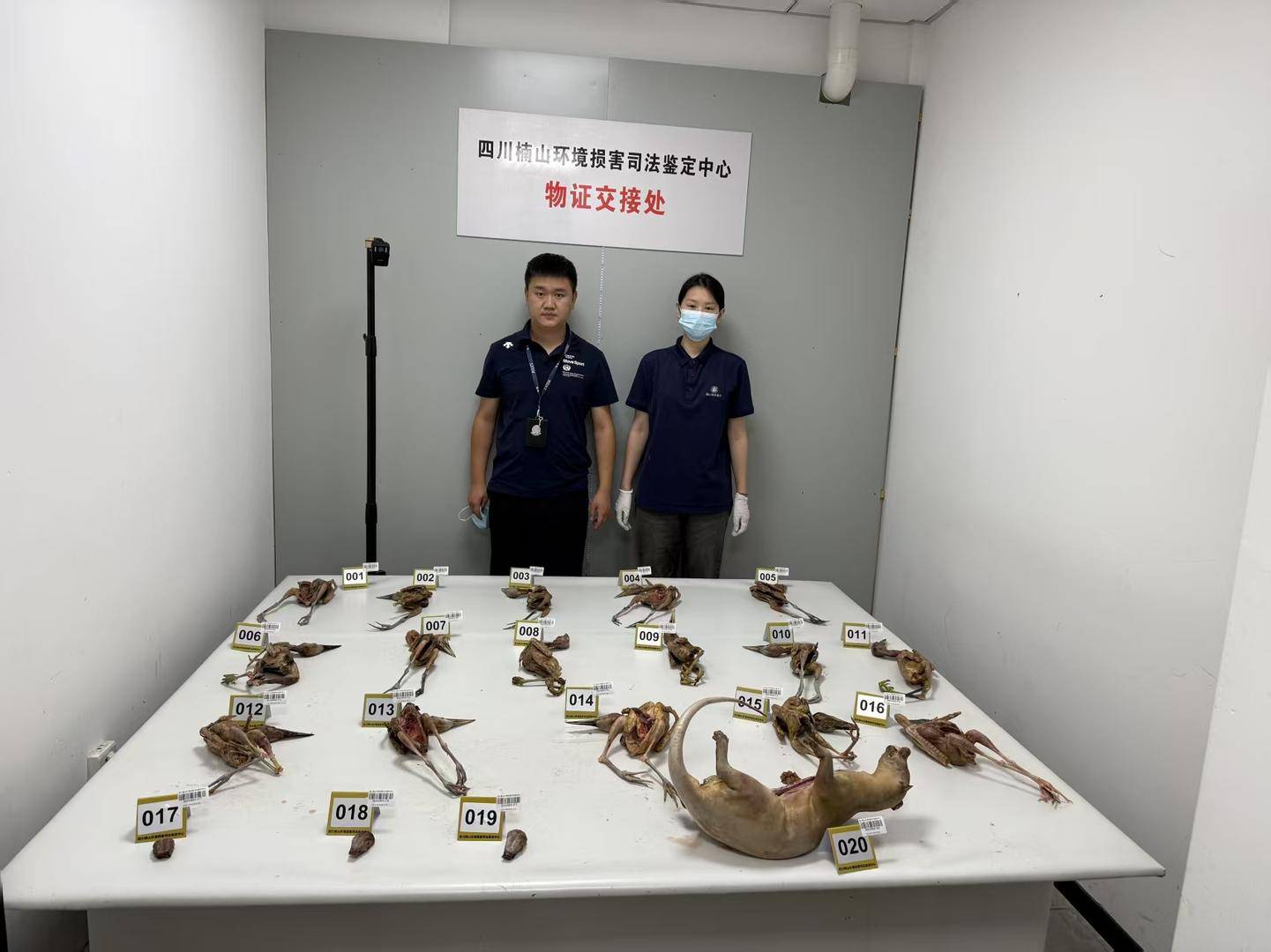 男子非法猎捕19只夜鹭、1只果子狸私下出售，被采取刑事强制措施