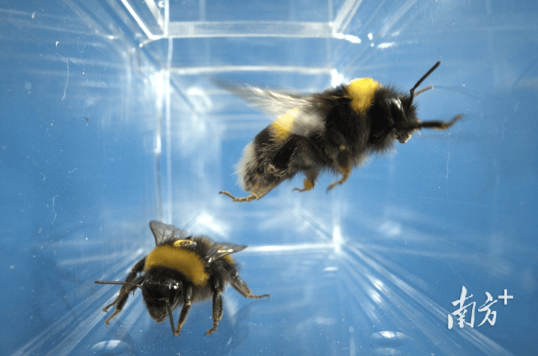 人类如何“读懂”大黄蜂的“感同身受”?