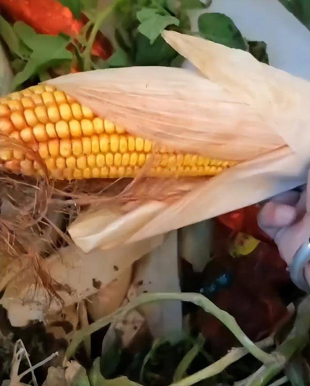 陕西一女子疑因拍亲姑姑偷玉米遭姑父棍杀，邻居欲报警也遇害