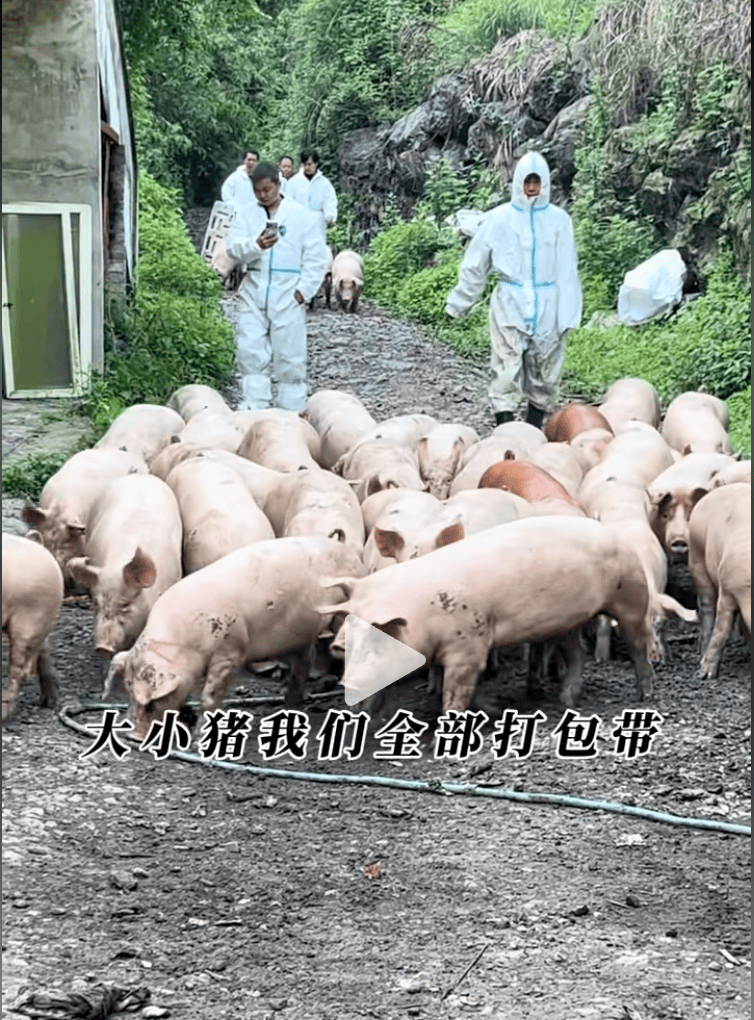 熬了四年猪价还在跌，养殖户撑不住清场